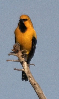 [Yellow Oriole]