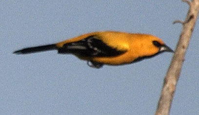 [Yellow Oriole]