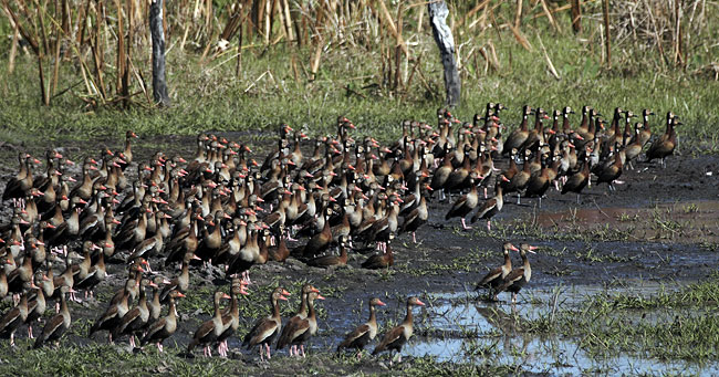 [Whistling Ducks]