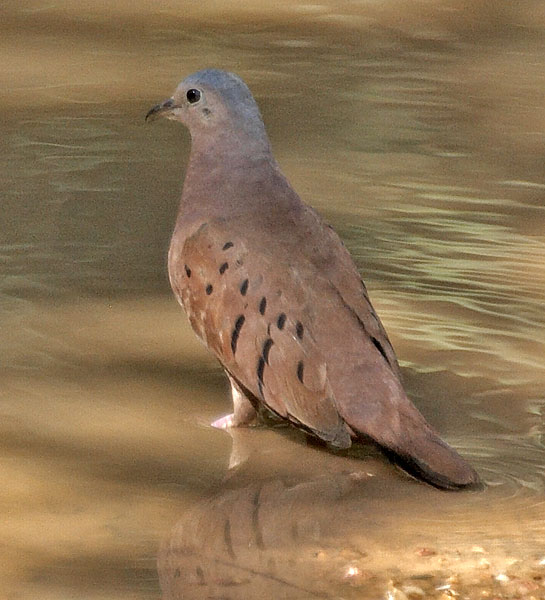 [Ruddy Ground-Dove]