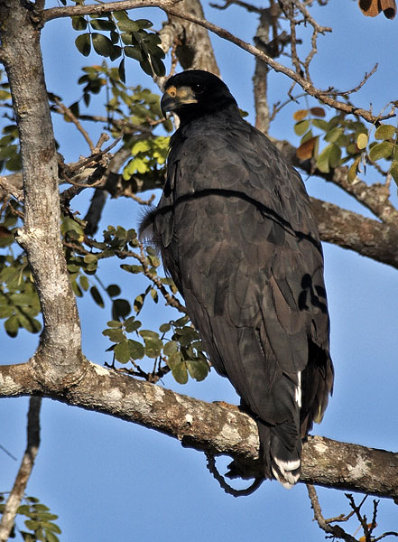 [Great Black-Hawk]