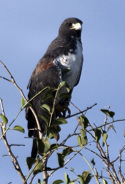 [White-tailed Hawk]