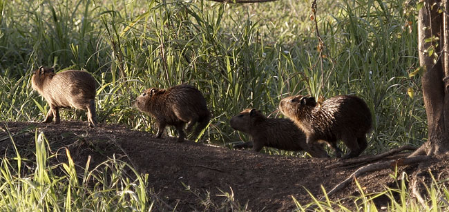 [Capybara]