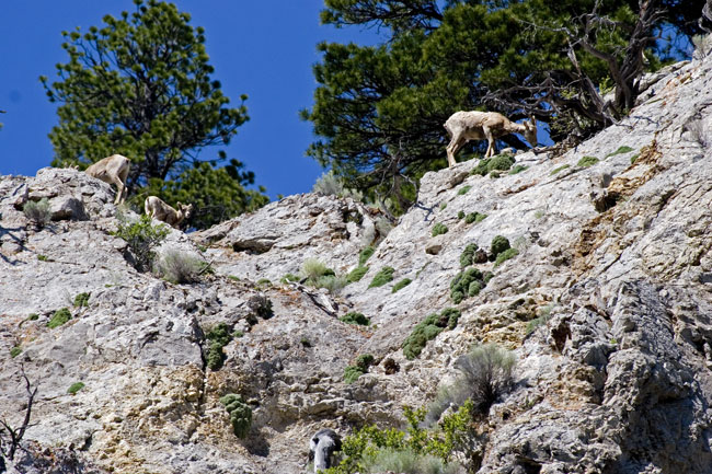 [Bighorn Sheep]