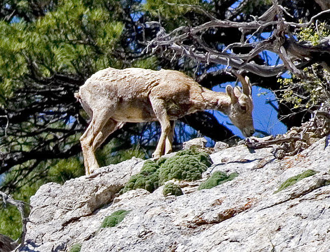 [Bighorn Sheep]