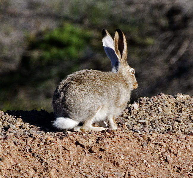 [White-tailed Jackrabbit]