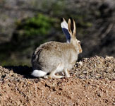 White-tailed Jackrabbit