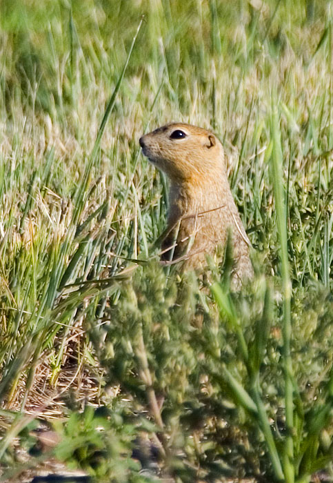 [Richardson's Ground-Squirrel]