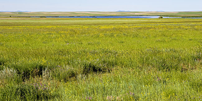 [Benton Lake NWR]