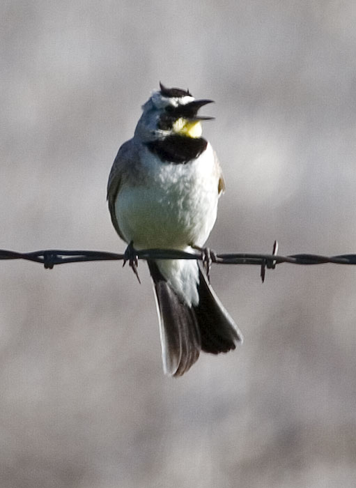 [Horned Lark]