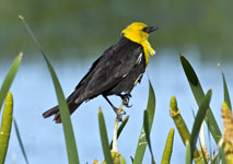 Yellow-headed Blackbird