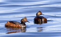 Eared Grebes