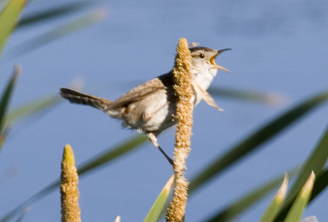 [Marsh Wren]