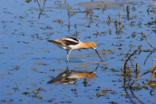 American Avocet