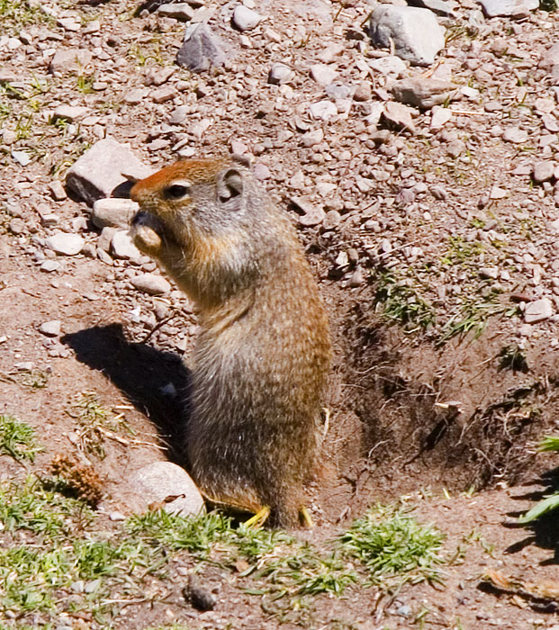 [Columbian Ground-Squirrel]