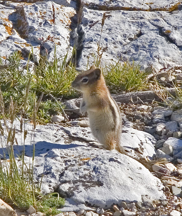 [Golden-mantled Ground-Squirrel]