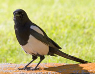 Magpie