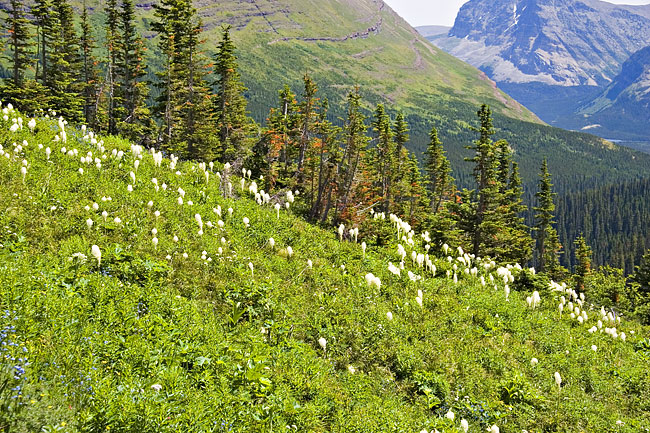 [Beargrass Meadow]