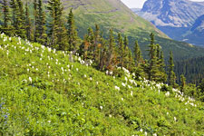 Beargrass Meadow