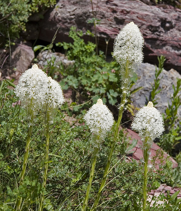 [Beargrass]