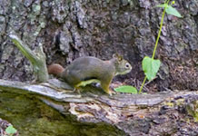 Red Squirrel