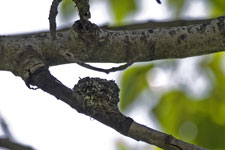 Hummingbird Nest