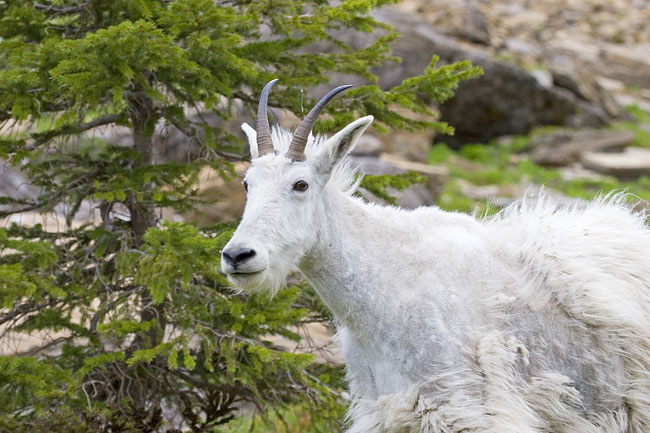 [Mountain Goat]