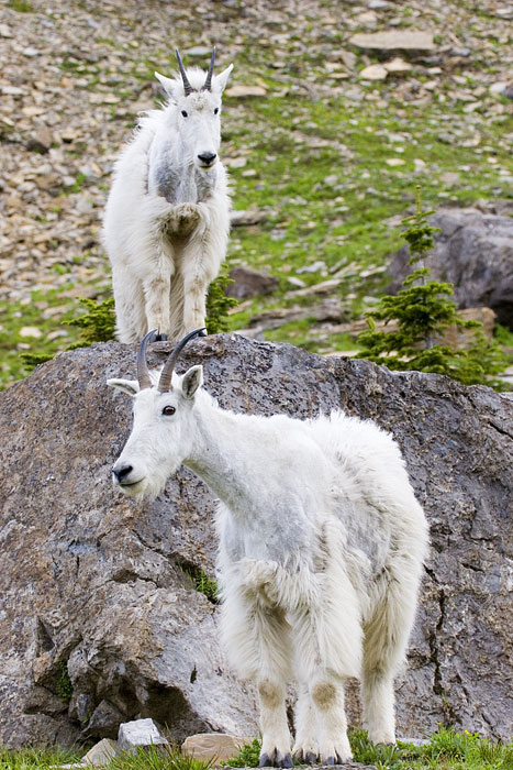 [Mountain Goat]