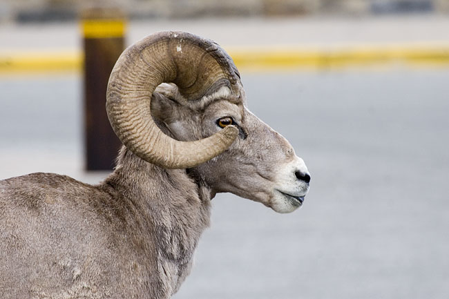 [Bighorn Sheep]