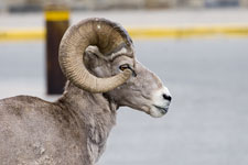 Bighorn Sheep