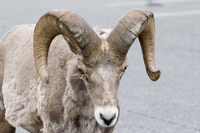 [Bighorn Sheep]