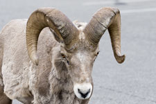 Bighorn Sheep