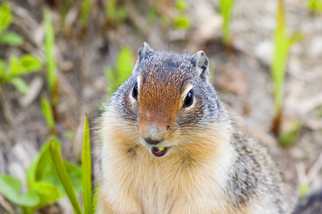 [Columbian Ground-Squirrel]