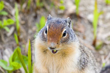 Columbian Ground-Squirrel