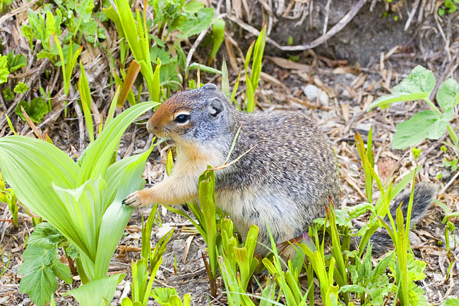 [Columbian Ground-Squirrel]