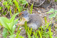 Columbian Ground-Squirrel