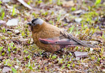 Gray-crowned Rosy-Finch