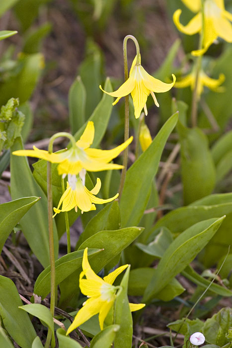 [Glacier Lilies]