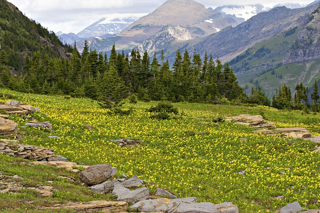 [Lilies and Mountains]