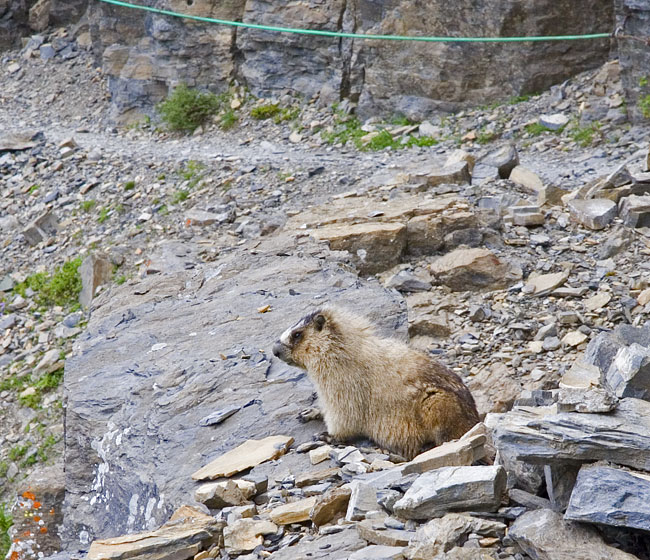 [Hoary Marmot]