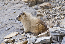 Hoary Marmot