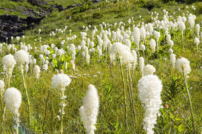 [Beargrass]