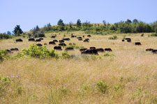 Buffalo Herd