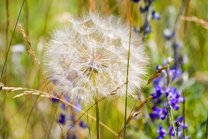 [Giant Dandelion]