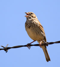 Vesper Sparrow