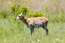 Pronghorn