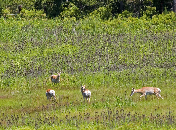 [Pronghorn]