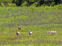 Pronghorn