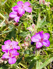 Sticky Geraniums