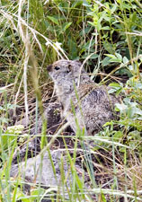 Uinta Ground-Squirrel